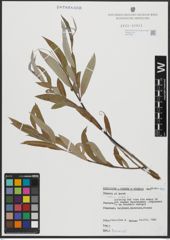 Foto von Salix alba L.